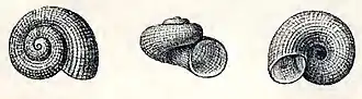 Skenea areolata