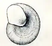 Skenea diaphana