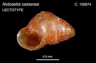 Skenella castanea