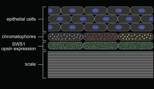 schema van de positie van de cromatoforen ten opzichte van de cellen met opsine SWS1