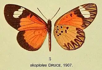 Mimacraea skoptoles