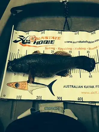 Oxyeleotris lineolata