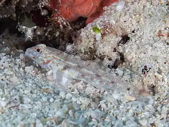 Coryphopterus gracilis