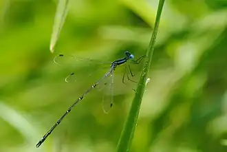 Lestes rectangularis