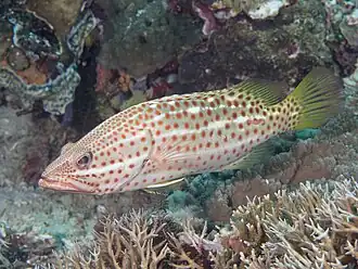 Anyperodon leucogrammicus