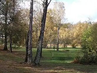 Vochtig hooiland met berken in De Slenk