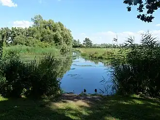 Sliedrechtse Biesbosch