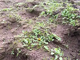 Slijkgroen-associatie