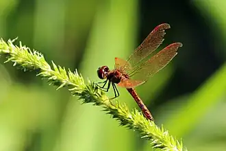 Perithemis domitia