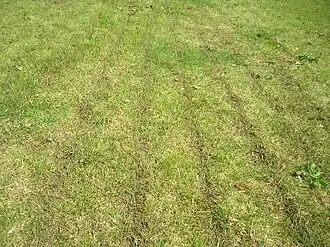 Mestinjectie op grasland