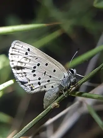 Plebejus christophi