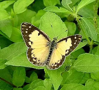 Colotis amata