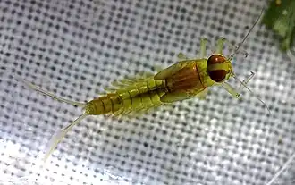 Heterocloeon petersi