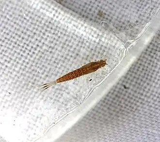 Labiobaetis propinquus