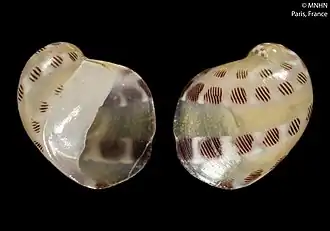 Smaragdia purpureomaculata