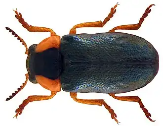 Smaragdina affinis