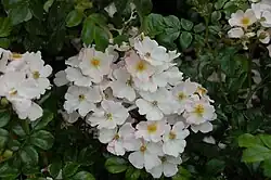 'Smart Meidiland' (Meilland, 2006)