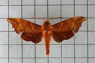 Smerinthulus perversa