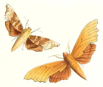 Smerinthulus olivacea