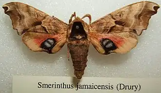 Smerinthus jamaicensis