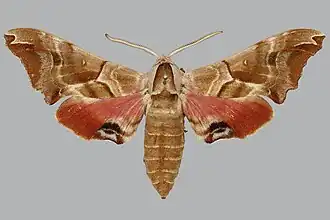 Smerinthus kindermannii