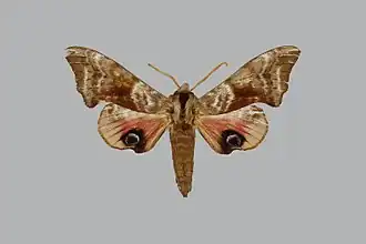 Smerinthus tokyonis