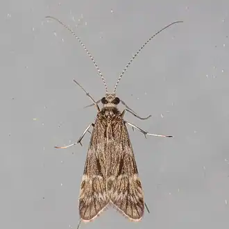 Smicridea fasciatella