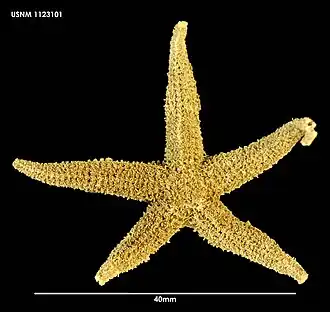 Smilasterias clarkailsa