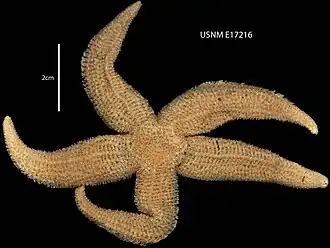 Smilasterias scalprifera