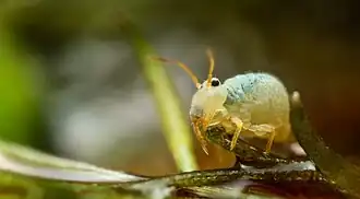 Sminthurides aquaticus