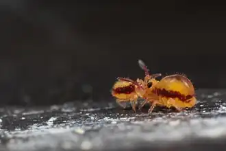 Sminthurides malmgreni