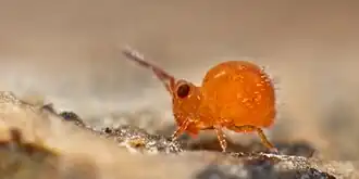 Sminthurides parvulus