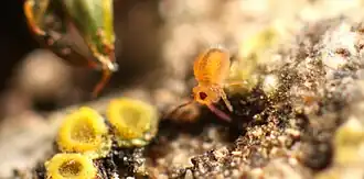 Sminthurides signatus