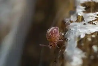 Sminthurides schoetti