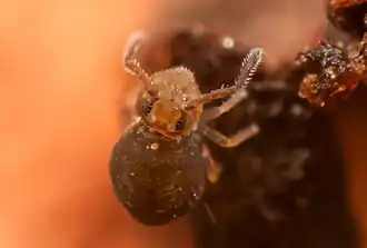 Sminthurinus domesticus