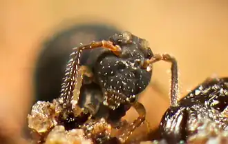 Sminthurinus igniceps