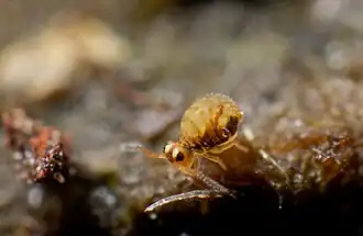 Sminthurinus reticulatus