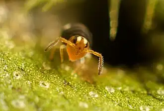 Sminthurinus trinotatus