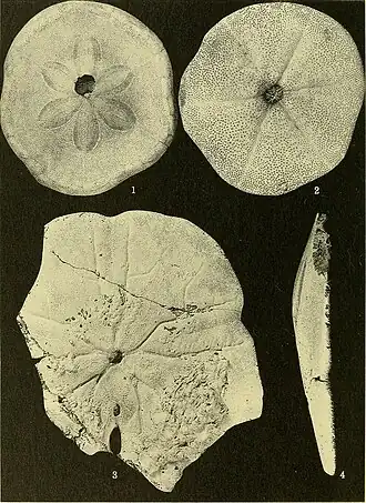 Clypeaster prostratus