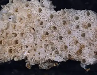 Smittina landsborovii