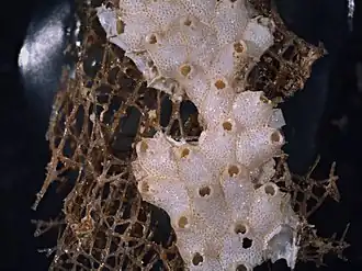 Smittina spathulifera