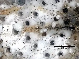 Parasmittina trispinosa