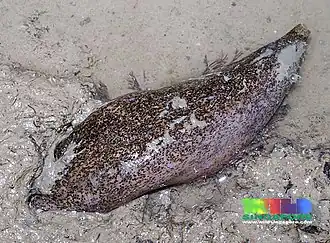 Acaudina leucoprocta