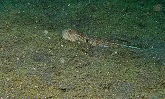 Trachinocephalus myops