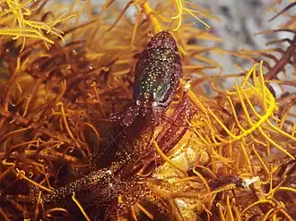 Synalpheus stimpsonii