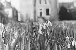 Sneeuwklokje in de Martenatuin