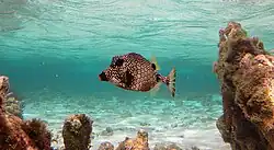 Trunkfish