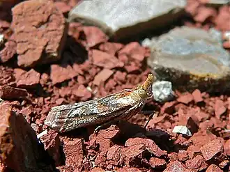 Ancylosis cinnamomella