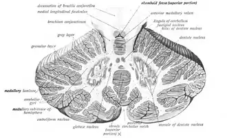 Doorsnede van het cerebellum met de nucleus fastigius bovenaan aangegeven.
