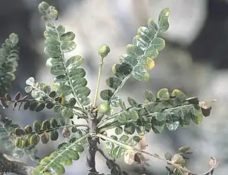 Boswellia socotrana